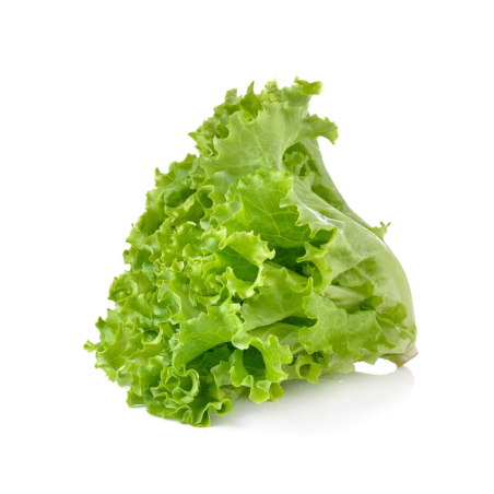 Green Lettuce