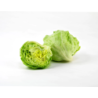 Iceberg Lettuce