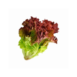 Lettuce Lollorosso Red 250 gm