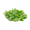 Lettuce RoquetteArugula 250 gm