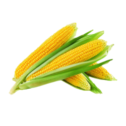 Sweet Corn Cobb 1 Piece