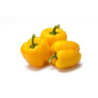 Capsicum Yellow (Big Size)