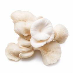 Oyster Mushroom 200 gm | High Quality Mushrooms for Culinary Use | Delidel India