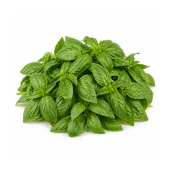 Basil Leaves 100 gm | Fresh Basil for Cooking and Recipes | Delidel India