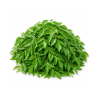 Curry Leaves 250 gm Bunch