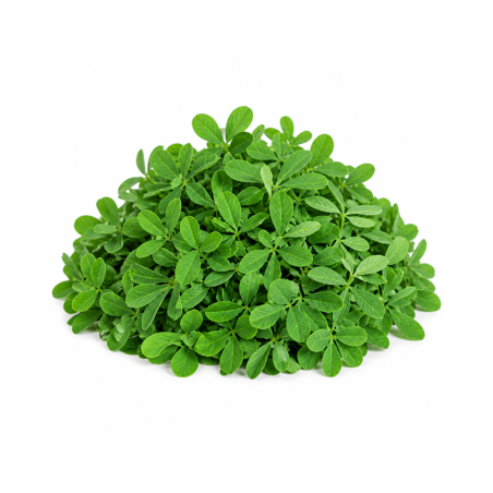 Fenugreek 500gm | Methi for Culinary Use | Delidel India