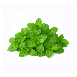 Mint Leaves (Pudina) 250 gm | Fresh Mint for Culinary Use | Delidel India