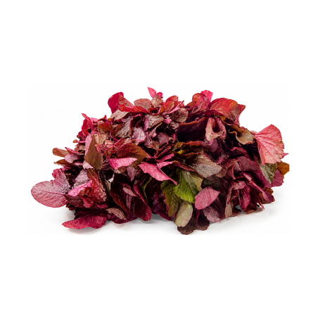 Red Amaranth 250 gm | High Quality Leafy Greens for Culinary Use | Delidel India
