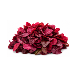 Red Amaranth 250 gm | High Quality Leafy Greens for Culinary Use | Delidel India