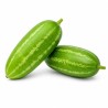 Ivy Gourd 1 kg - Coccinia Vegetable for Wholesale and Retail