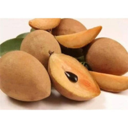 Sapota (Chikoo) - India (Air)